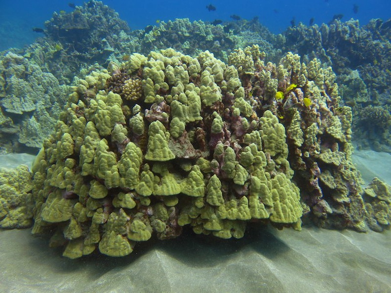 102  Corals IMG_2642.jpg